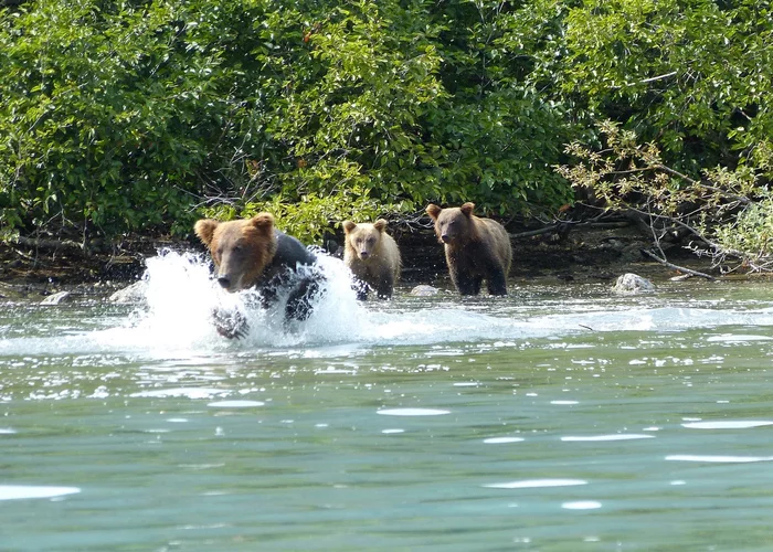 To learn to swim, you need to get into the water... - The Bears, Young, Swimming, Wild animals, wildlife, The national geographic, Alaska, National park, Video