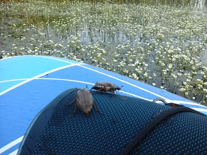 Grandfather Mazai and beetles - My, Summer, Lake, SUPsurfing, Insects