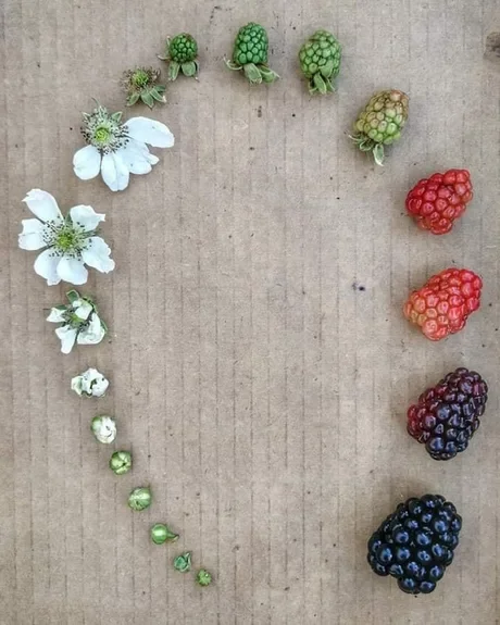 The full cycle of blackberry ripening - from bud to berry! - Blackberry, Cycle, Maturation, Bud, Berries, Clearly, 9GAG