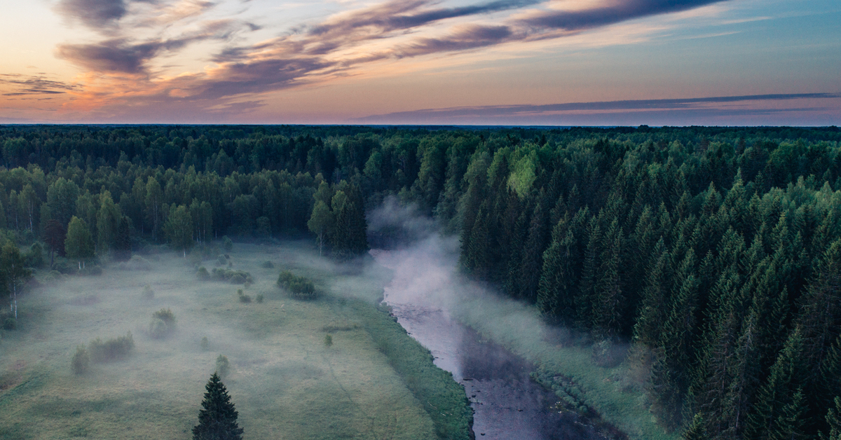 Ленинградские реки. Река Лемовжа Ленинградская область. Река Лемовжа Ленинградская. Река Лемовжа Волосовский район. Река Лемовжа Волосовский район рыбалка.