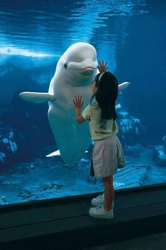 Girl and dolphin - Children, Beluga whales