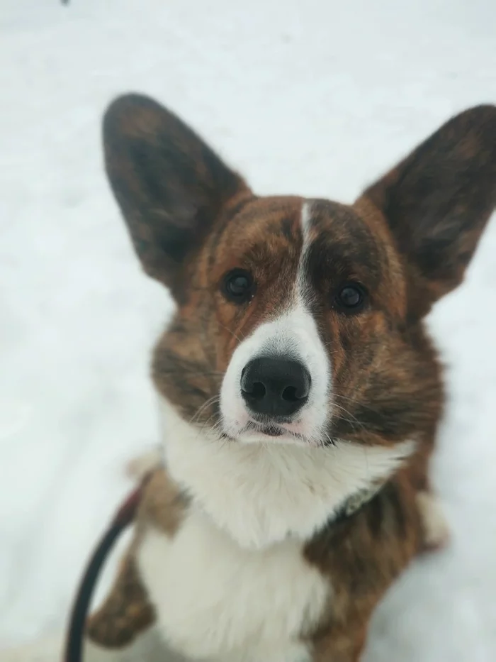 Under Corgi Short Legged Beagle and Hairy Dachshund What else do people call my dog? - My, Corgi, Welsh Corgi Cardigan, Dog, Zen, Yandex Zen, Pets, Longpost