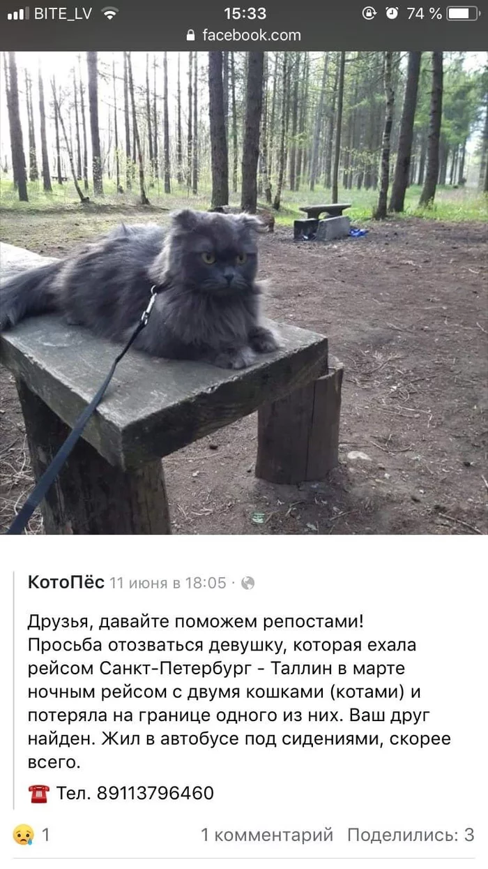 Cat owner, answer... - cat, Saint Petersburg, Tallinn, Found a cat