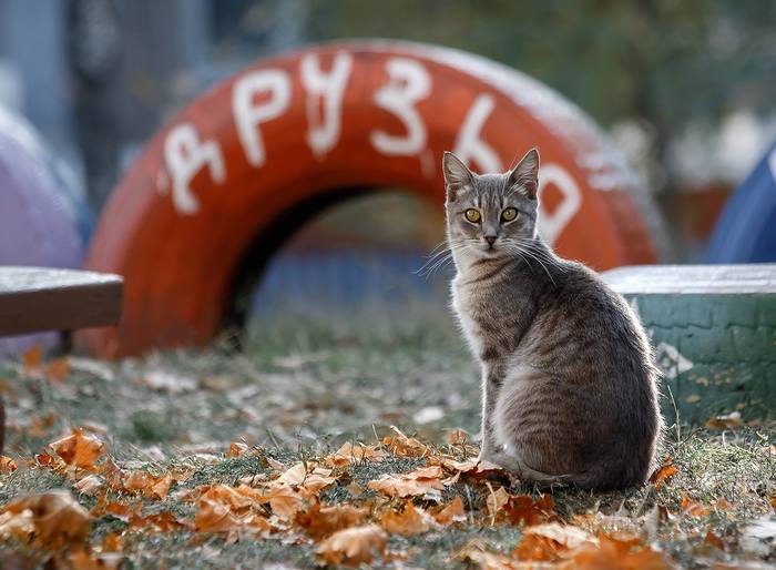 ������� ��� �2. "������"