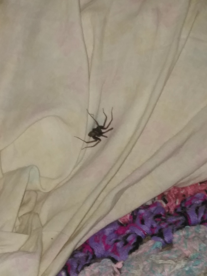 Подскажите что за паук