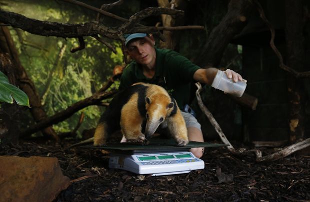 Photos that show the lengths to which zoo animals must be weighed - The photo, Animals, Weighing, Longpost, ADME