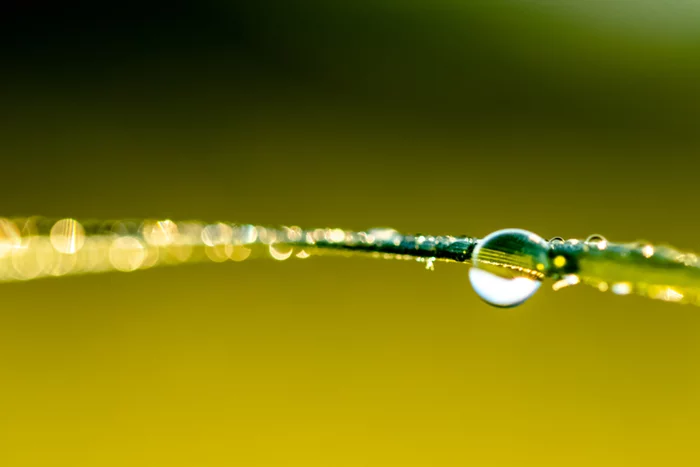 Dew in macro - My, Dew, Macro, Macro photography, Longpost