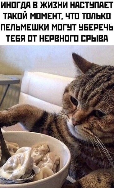 Dumplings - Picture with text, Dumplings, Happiness, cat