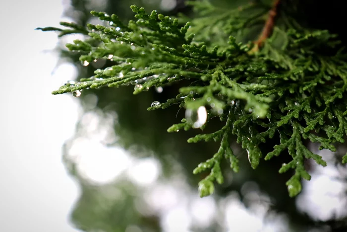 After the rain... - My, Beginning photographer, Rain, Summer, The photo, Canon