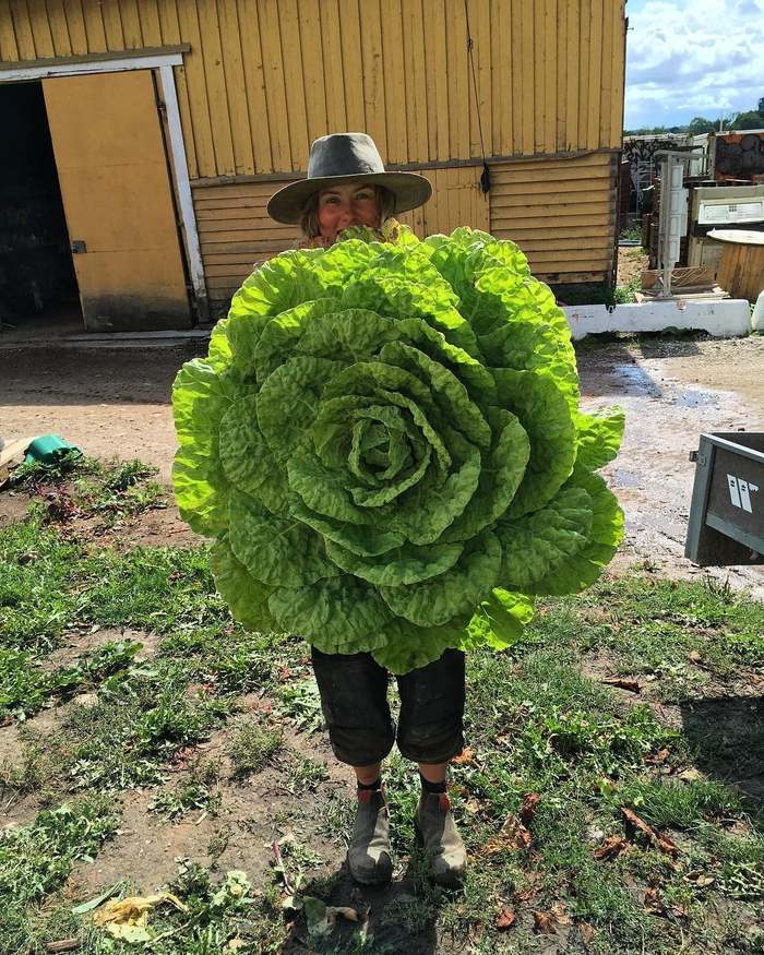There are such lettuce bushes! - Lettuce, Salad, Bushes, Huge, The size, Farmer, Reddit