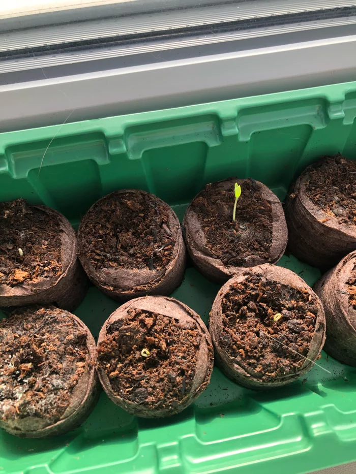 Our vegetable garden on the balcony - My, Vegetable garden on the windowsill, Tomatoes, Growing, Longpost