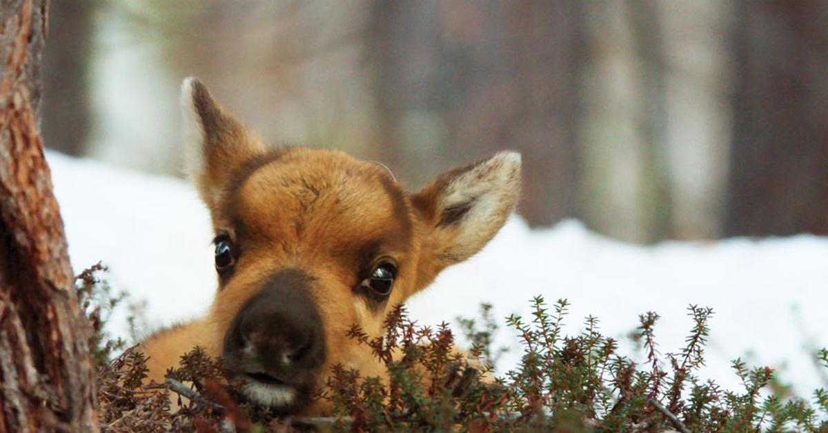 приключение олененка 2018