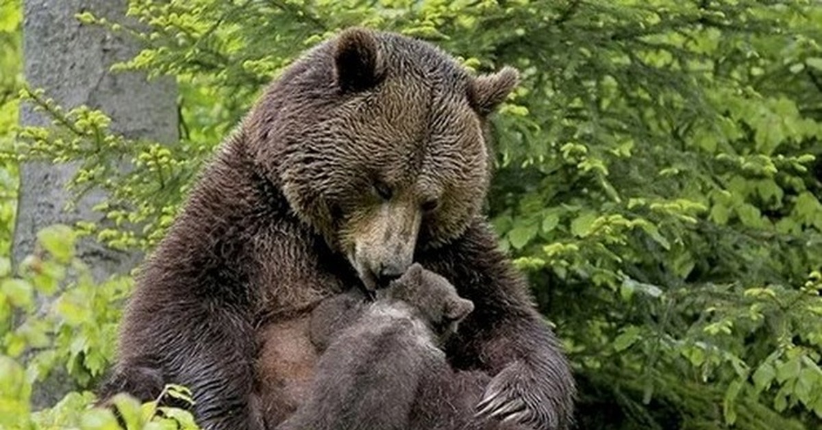 Есть ли медведь людей. Медведица. Медвежонок. Медведь и Медведица. Красивый медведь.
