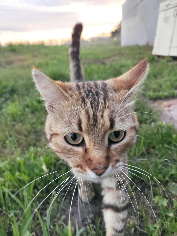 The cat got nailed - My, cat, Dacha, Longpost