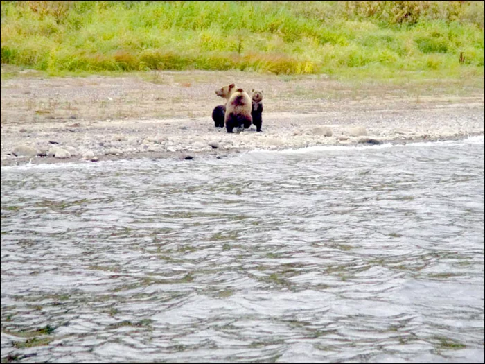 Siberian bear parting with her cubs - The Bears, Young, Parting, Wild animals, wildlife, Siberia, Reserves and sanctuaries, Yenisei, Longpost