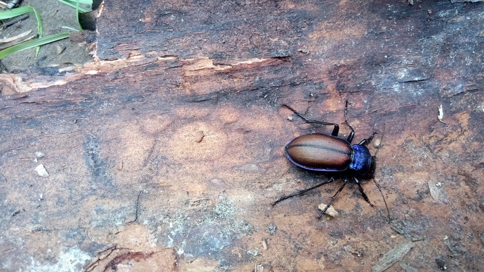 Жучиные обитатели леса