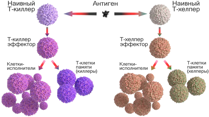 Our internal troops: the T-repertoire is not rich in killers alone - My, Immunology, Immunity, The medicine, Biology, GIF, Longpost