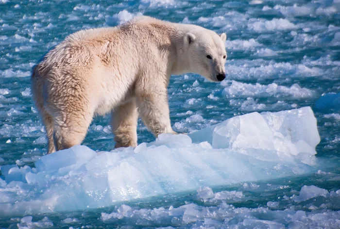 The ice has melted - water is all around, but a piece of ice does not melt ... - The Bears, Polar bear, Wild animals, wildlife, Ice floe, The photo, From the network