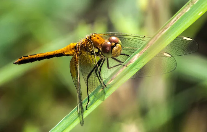 Dragonflies - My, Macro photography, Insects, Dragonfly, The photo