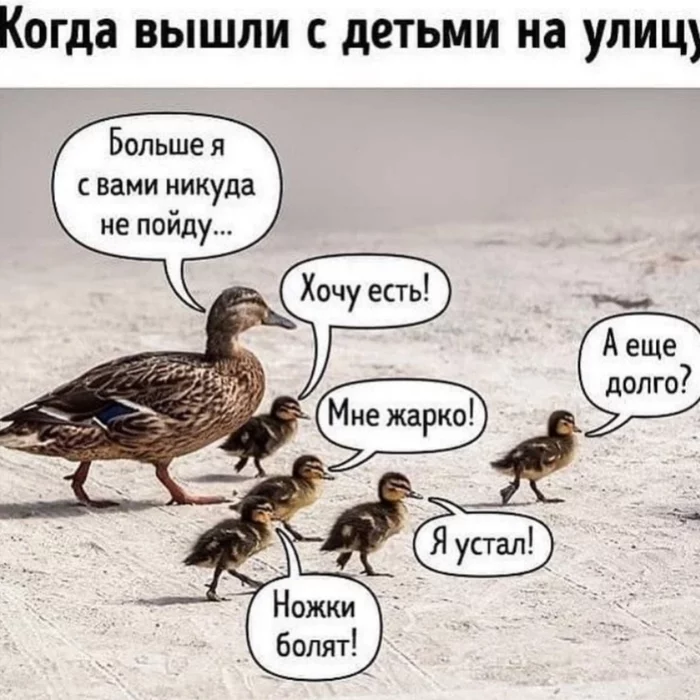 Post #7532821 - Children, From the network, Picture with text, Duck