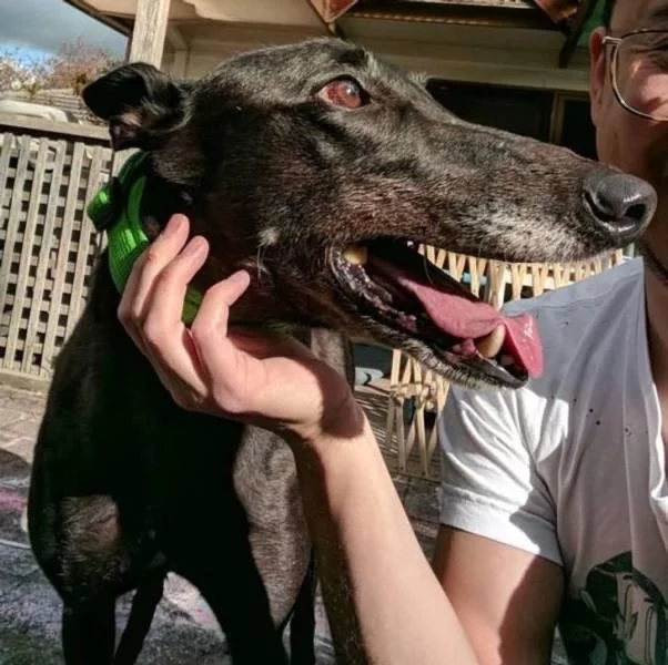 Dog-tooth! - Dog, Teeth, It seemed, Perspective, Successful angle, Foreshortening, Fence, Reddit