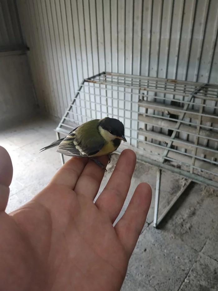 A new friend has arrived - My, Tit, Cell, Birds