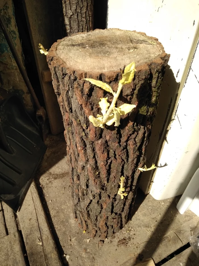 The garage is a sacred place!) - My, Garage, The photo, Spring, Plant growing, Log