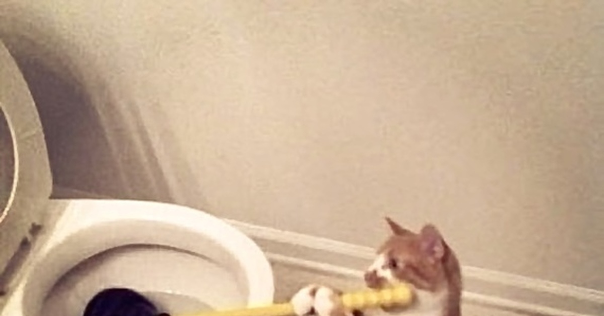 Хорошо когда в семье есть кот- сантехник… | Пикабу