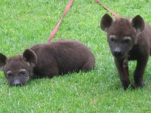 Time changes - Hyena, Spotted Hyena, Young, Milota, It Was-It Was, Wild animals, Animals