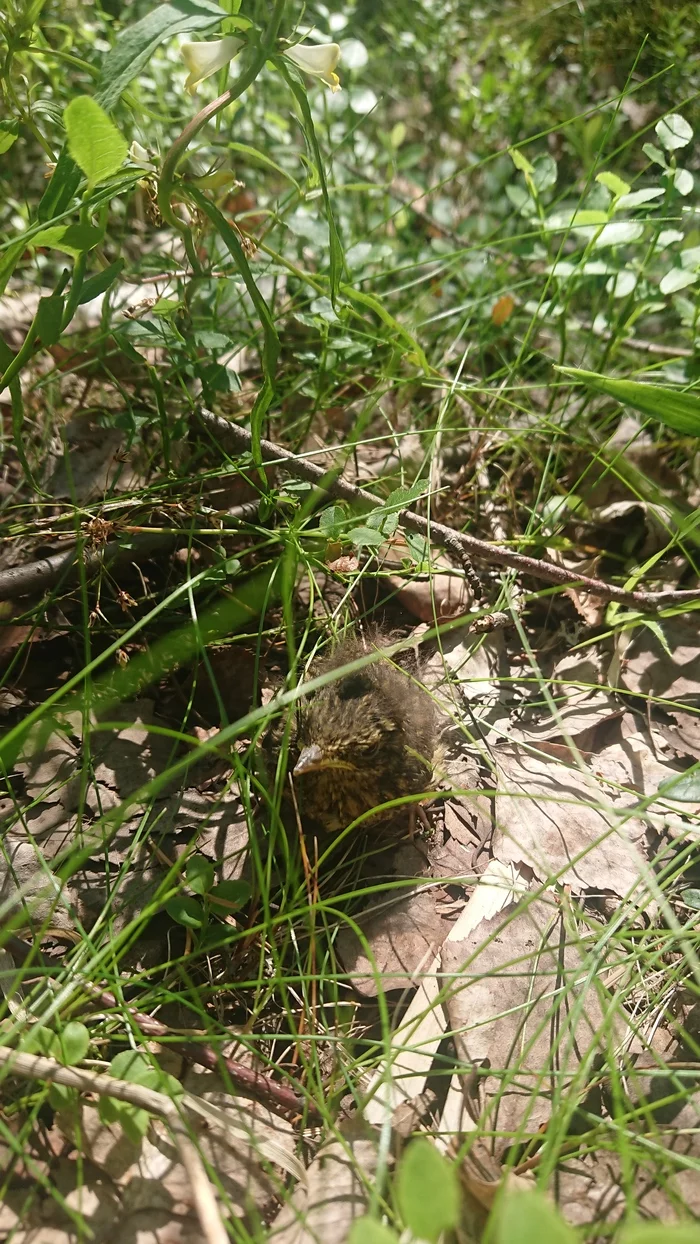 What to do with the chick? - My, No rating, Chick, Help, Saint Petersburg, Leningrad region, Shelter, Longpost