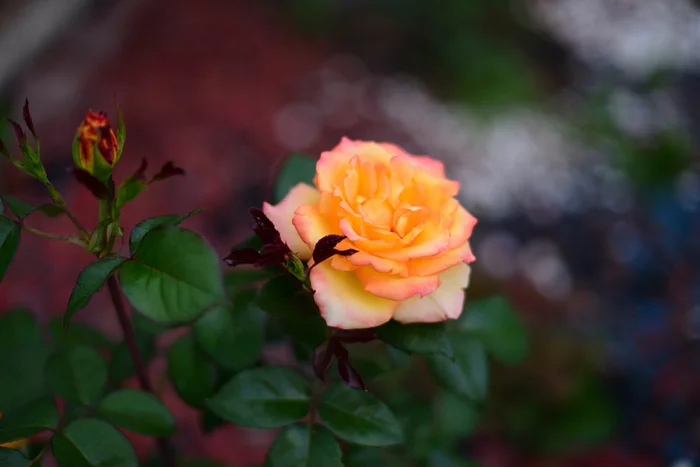 Roses - Nikon d600, the Rose, Longpost, Flowers