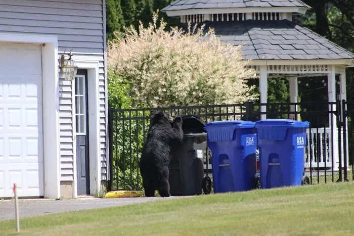 Has the bear lost something? - The Bears, Baribal, Black Bear, Trash can