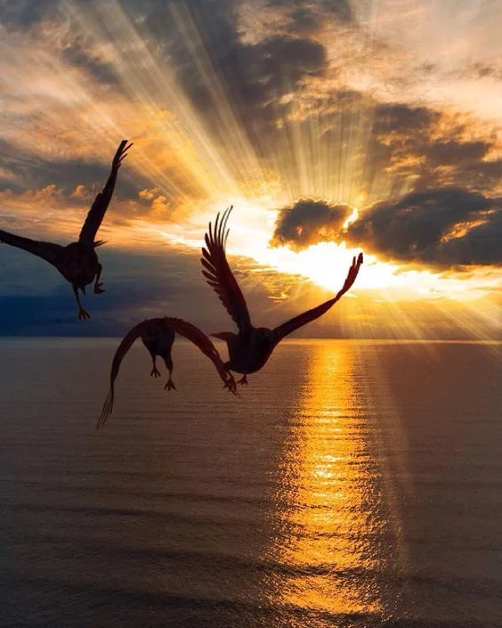 Just beautiful - Birds, Water, The sun, Sky, beauty, Nature, Sun rays, Sunset