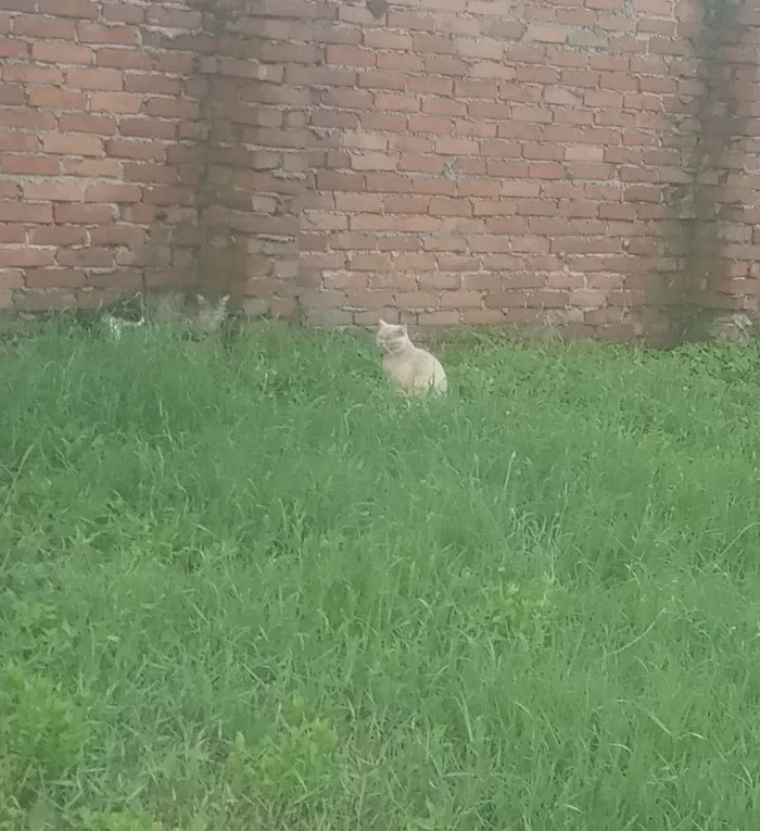 Кошачье собрание - Моё, Собрание, Кот, Длиннопост