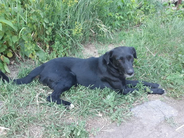 External security post - My, law and order, Dog, Lost, Saratov