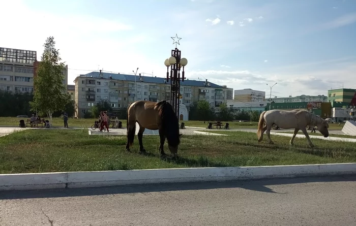 The tender for haircut was won by Sylgy LLC - Horses, Yakutsk, Lawn