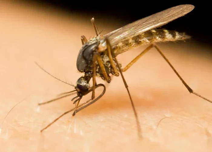 West Nile virus threatens Europe - Health, The medicine, Fever, Virus, Epidemic, Germany, Video, Longpost