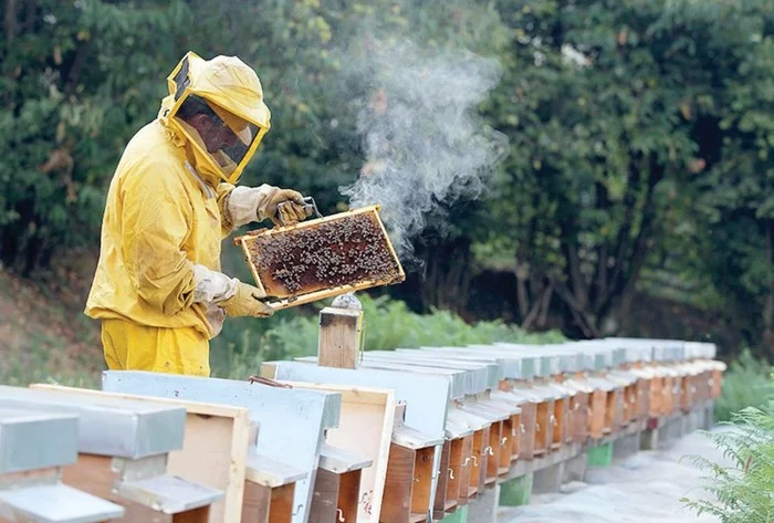 Why does smoke “calm” bees? - Bees, Smoke, Sedative, Interesting, Hives, Honey, the effect, Longpost