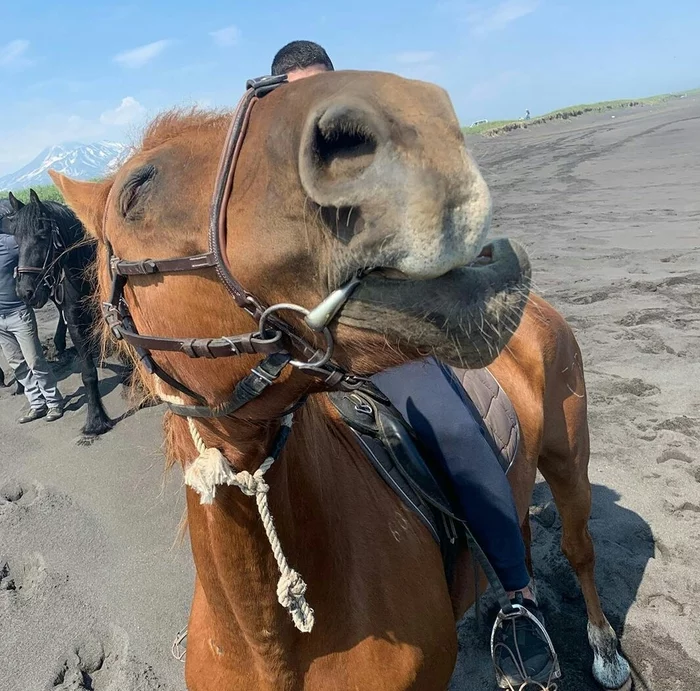 Well, am I really handsome?! - Horses, Kamchatka, Khalaktyrsky beach