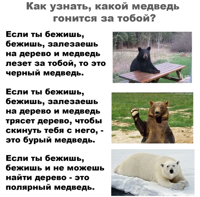 Теперь стало всё понятно, спасибо - Медведи, Картинка с текстом
