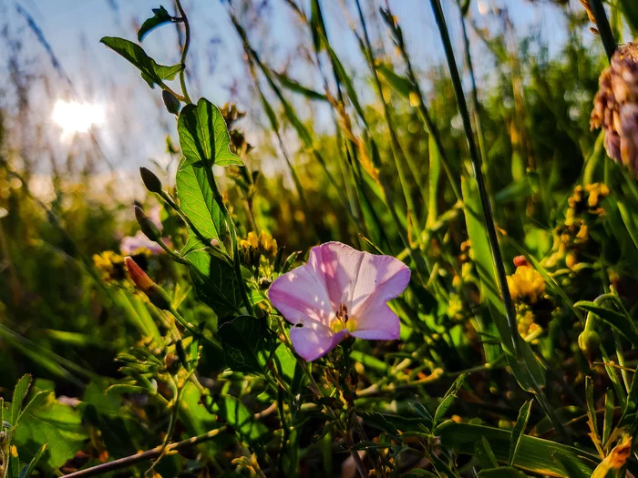 I'm tired of coming up with post titles :D - My, Flowers, Mound, Nature, Walk, Longpost