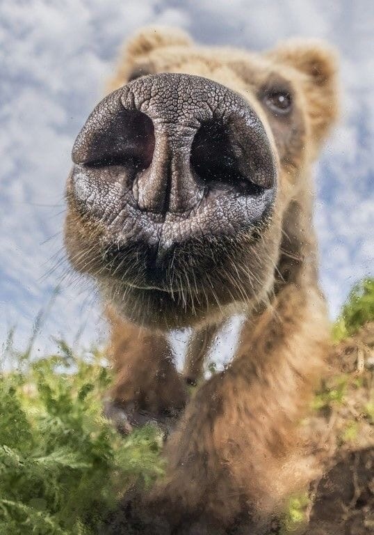 Любопытный нос