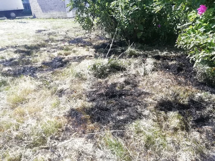 A little about fire hazards - My, Grass, Fire, Fluff, Longpost