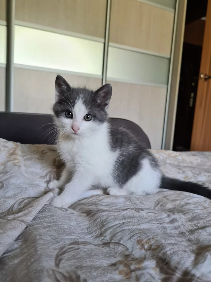 The kitten is still looking for a home! - My, Saint Petersburg, Leningrad region, Longpost, In good hands, No rating, Kittens, cat