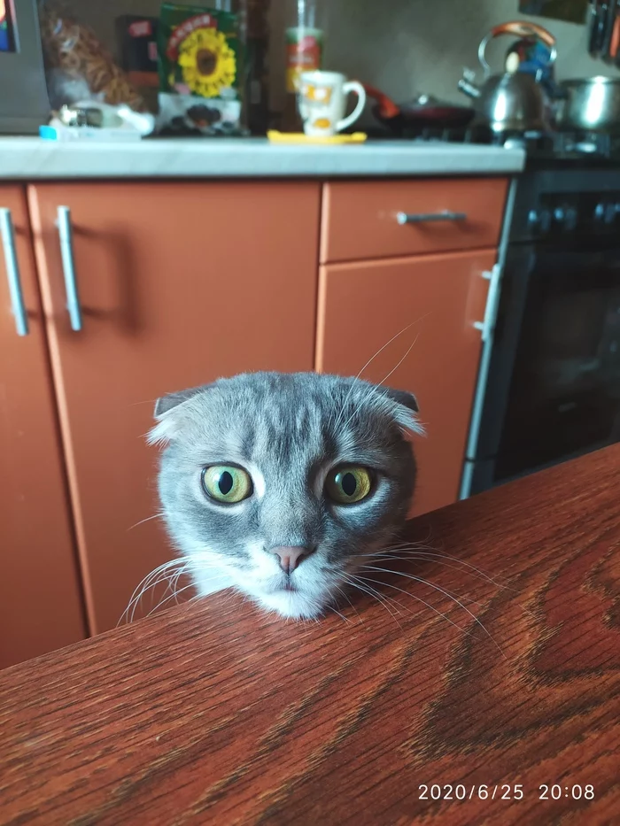 Head of Professor Cotowell - My, Scottish lop-eared, Pets, cat