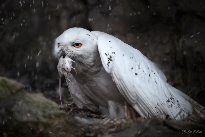 Белые угнетают черных и прочих зверей