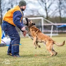 Belgian Malinois - My, Malinois, Dog, Cynology, Longpost