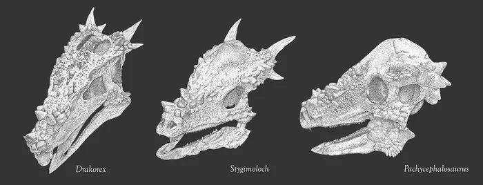 Dracorex, torosaurs and others. Individual species or age-related variability? - My, Dinosaurs, Birds, Alligator, Paleontology, Research, The science, Longpost