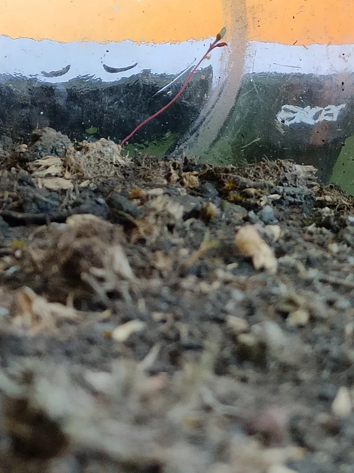 Eternal terrarium. Part 2 - My, Closed ecosystem, Biosphere, Homemade, Experiment, Longpost