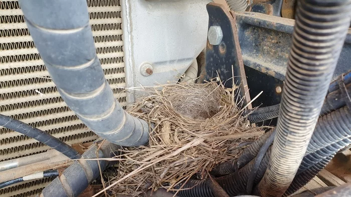 Kamaz + bird = nest - A life, Bird watching, Nest, Longpost